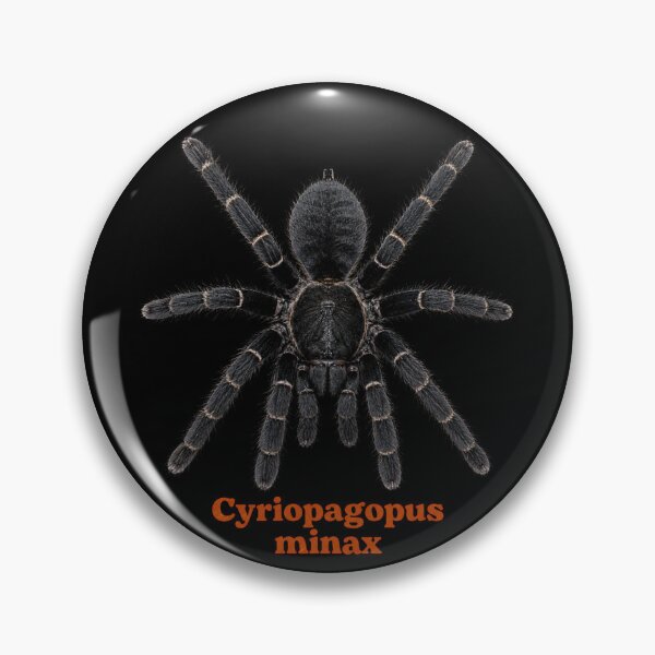 Item preview, Cyriopagopus minax SP-027 designed and sold by Exotic-Atlas.