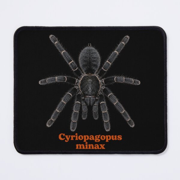 Item preview, Cyriopagopus minax SP-027 designed and sold by Exotic-Atlas.