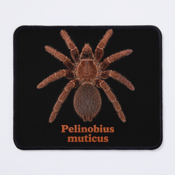 Item preview, Hapalotremus albipes SP-028 designed and sold by Exotic-Atlas.