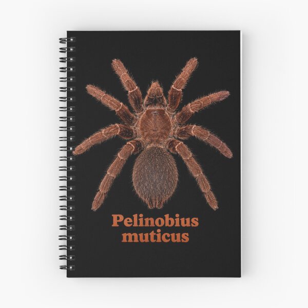 Item preview, Hapalotremus albipes SP-028 designed and sold by Exotic-Atlas.