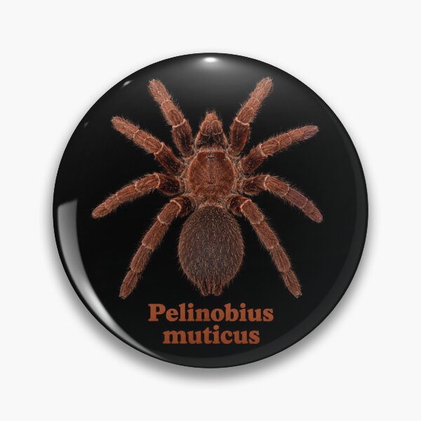 Item preview, Hapalotremus albipes SP-028 designed and sold by Exotic-Atlas.