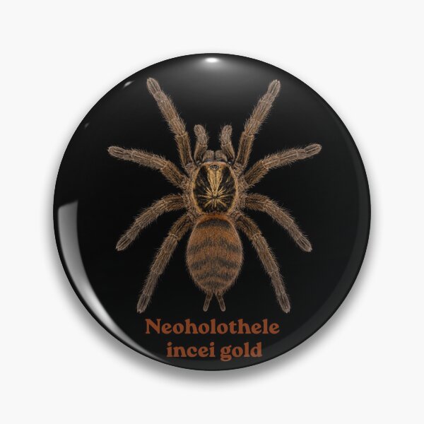 Item preview, Neoholothele incei gold SP-029 designed and sold by Exotic-Atlas.
