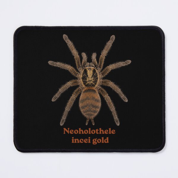 Item preview, Neoholothele incei gold SP-029 designed and sold by Exotic-Atlas.
