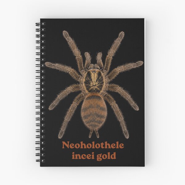 Item preview, Neoholothele incei gold SP-029 designed and sold by Exotic-Atlas.