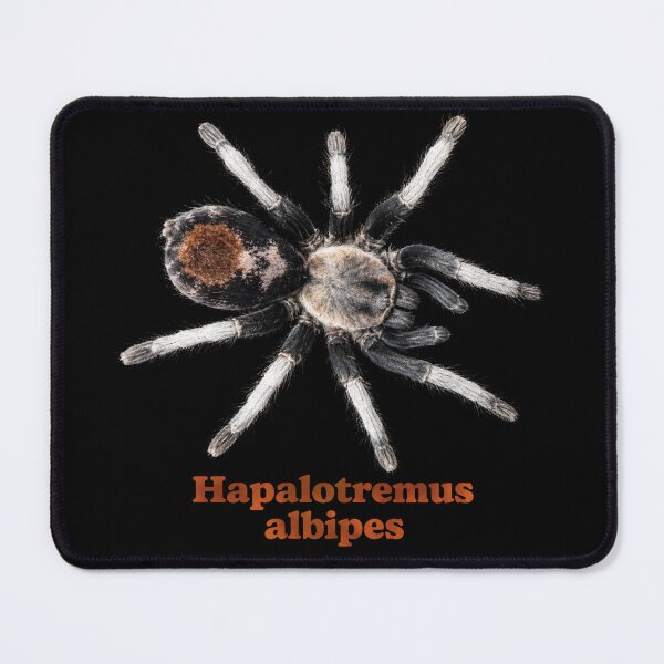 Item preview, Hapalotremus albipes SP-030 designed and sold by Exotic-Atlas.