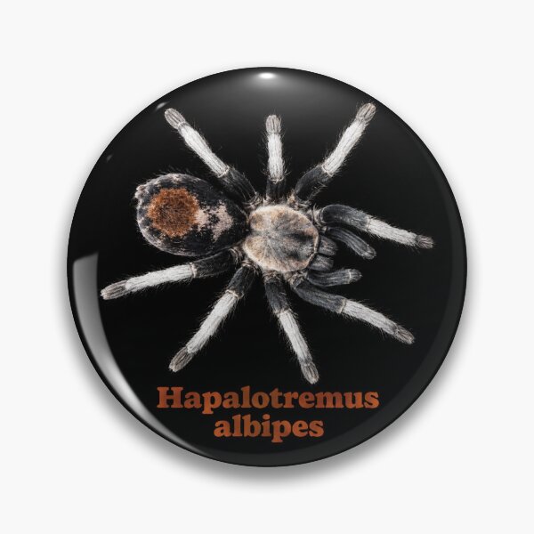 Item preview, Hapalotremus albipes SP-030 designed and sold by Exotic-Atlas.