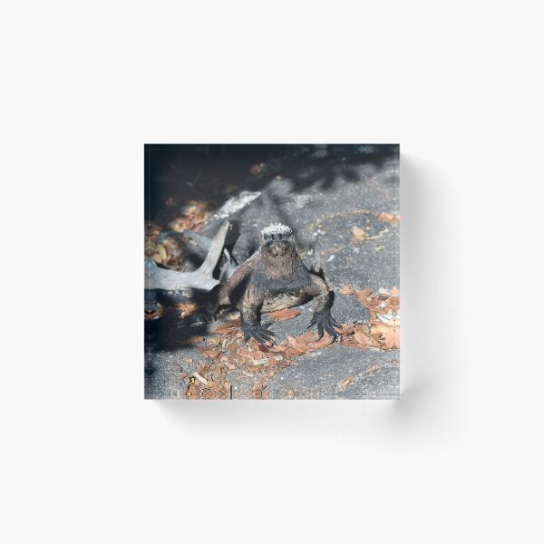 Item preview, Marine Iguana in the Galapagos. designed and sold by Tom Wurl.