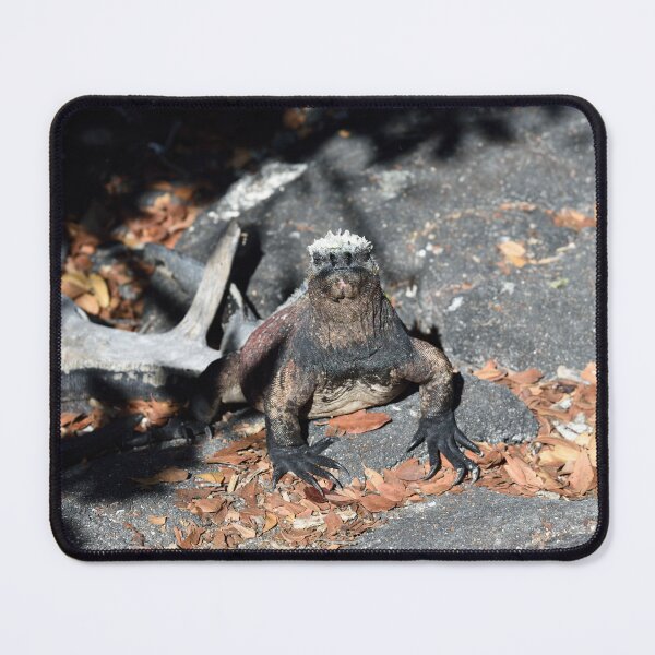 Item preview, Marine Iguana in the Galapagos. designed and sold by Tom Wurl.