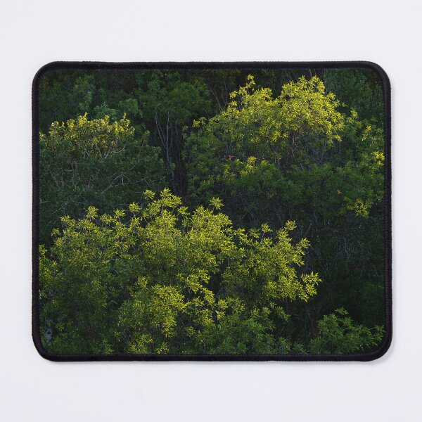 Item preview, Cottonwood trees raked by late-day side light designed and sold by lisavonbiela.
