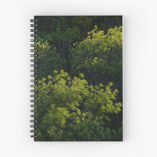 Item preview, Cottonwood trees raked by late-day side light designed and sold by lisavonbiela.