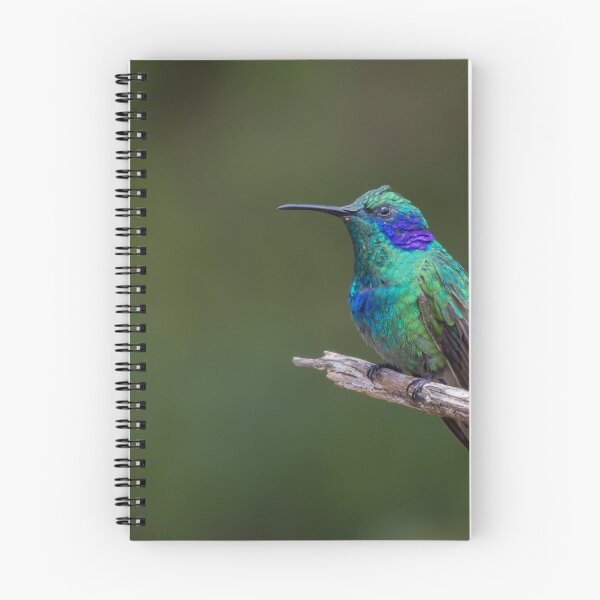 Item preview, Lesser Violetear designed and sold by smacdonn.