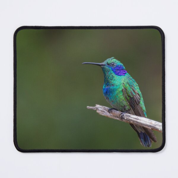 Item preview, Lesser Violetear designed and sold by smacdonn.