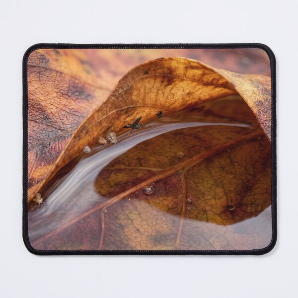 Item preview, Rainwater Caught Inside an Autumn Leaf designed and sold by ASSEMBLE WONDER.