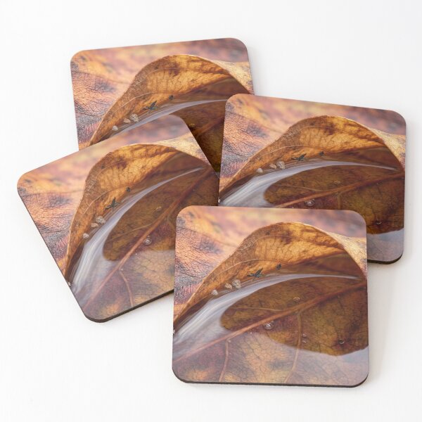 Item preview, Rainwater Caught Inside an Autumn Leaf designed and sold by ASSEMBLE WONDER.