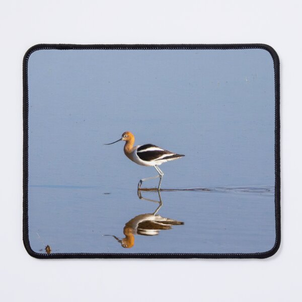 Item preview, American Avocet designed and sold by smacdonn.