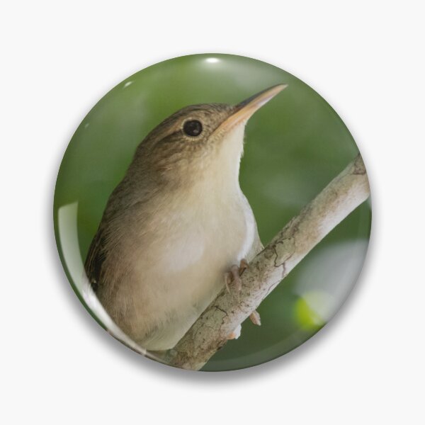 Item preview, Cozumel Wren designed and sold by smacdonn.