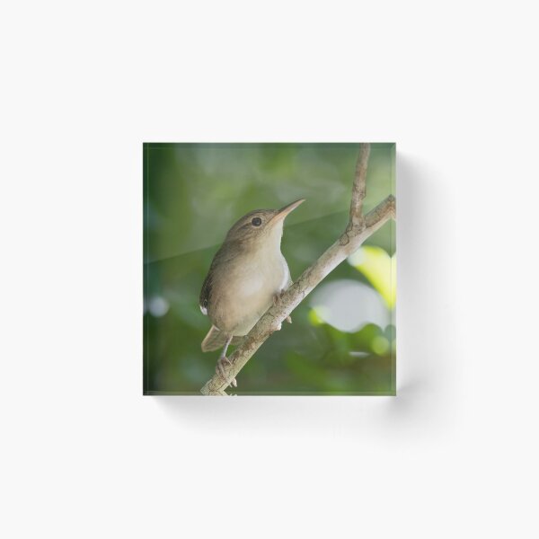 Item preview, Cozumel Wren designed and sold by smacdonn.
