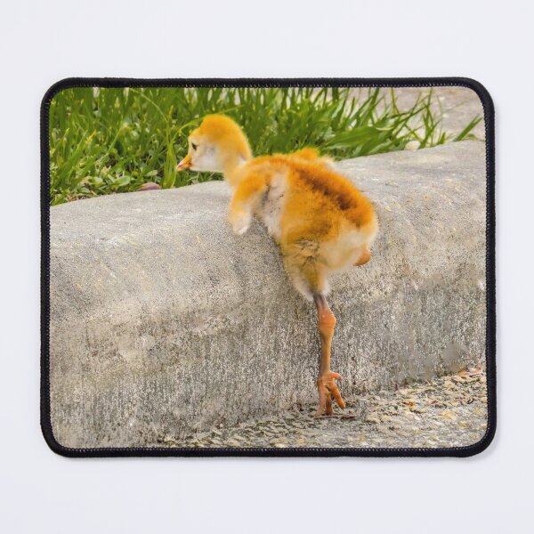 Item preview, Sandhill crane colt "I know I can, I know I can" designed and sold by Zina Stromberg.
