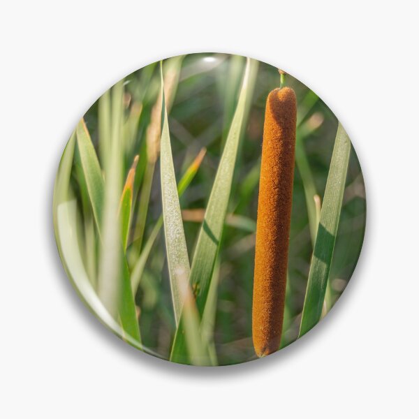Item preview, solitary cattail designed and sold by Darrell Kroulik.