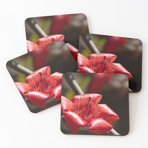 Item preview, vibrant red blossoms from a red silk-cotton tree  designed and sold by Brian Scantlebury.