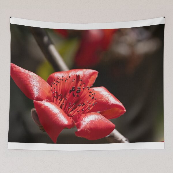 Item preview, vibrant red blossoms from a red silk-cotton tree  designed and sold by Brian Scantlebury.