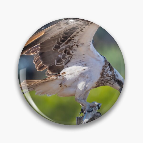 Item preview, Osprey Duvet Cover designed and sold by Adrian Alford Photography.