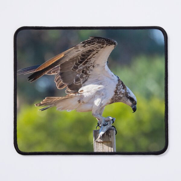 Item preview, Osprey Duvet Cover designed and sold by Adrian Alford Photography.