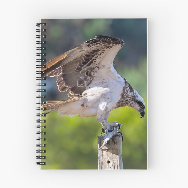 Item preview, Osprey Duvet Cover designed and sold by Adrian Alford Photography.