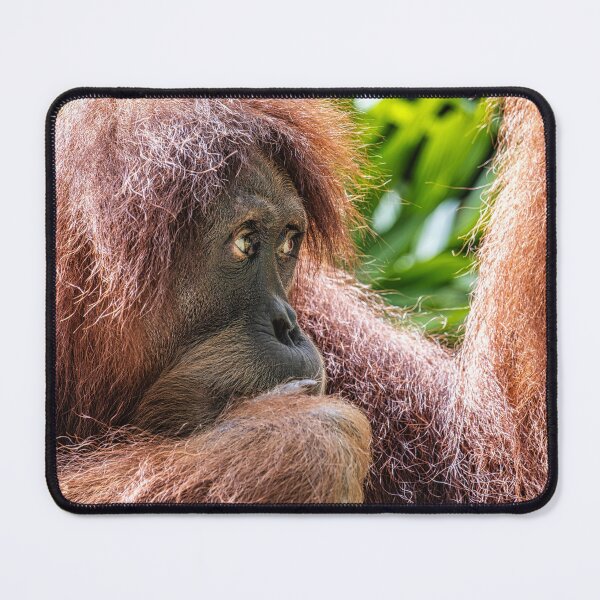 Item preview, Orang Utan 05 designed and sold by photograham.