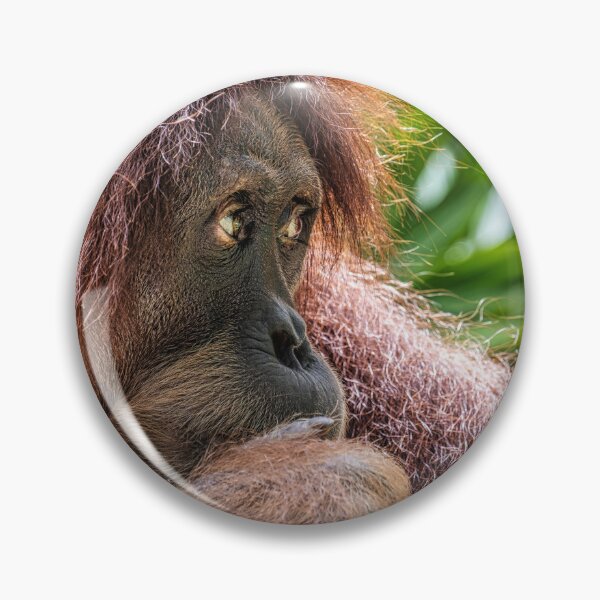 Artikelvorschau, Orang Utan 05 entworfen und verkauft von photograham.