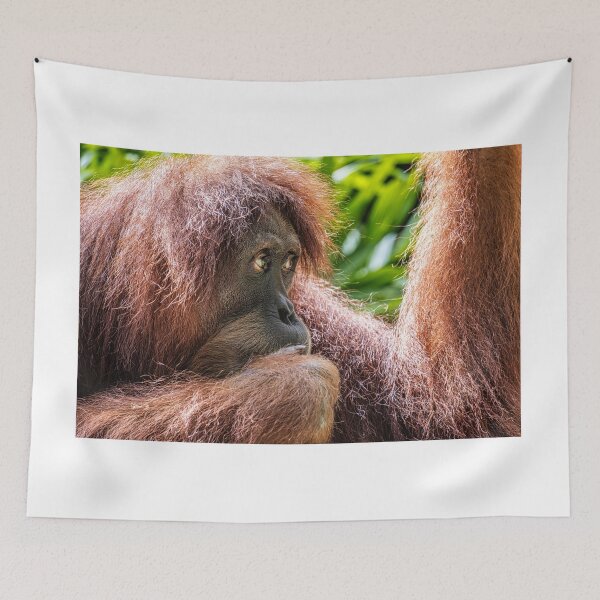 Item preview, Orang Utan 05 designed and sold by photograham.