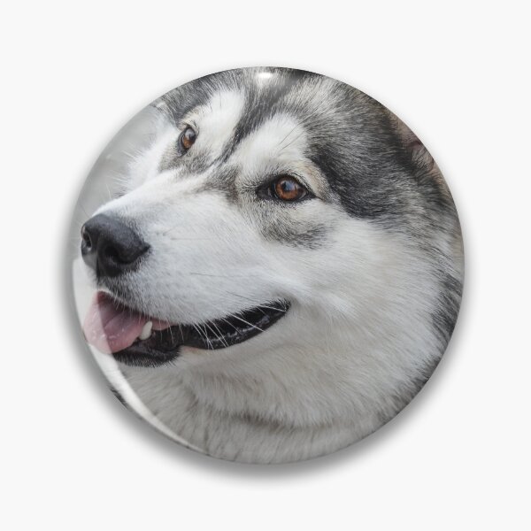 Item preview, Close-Up Portrait of an Alaskan Malamute Dog designed and sold by VanGaldo.
