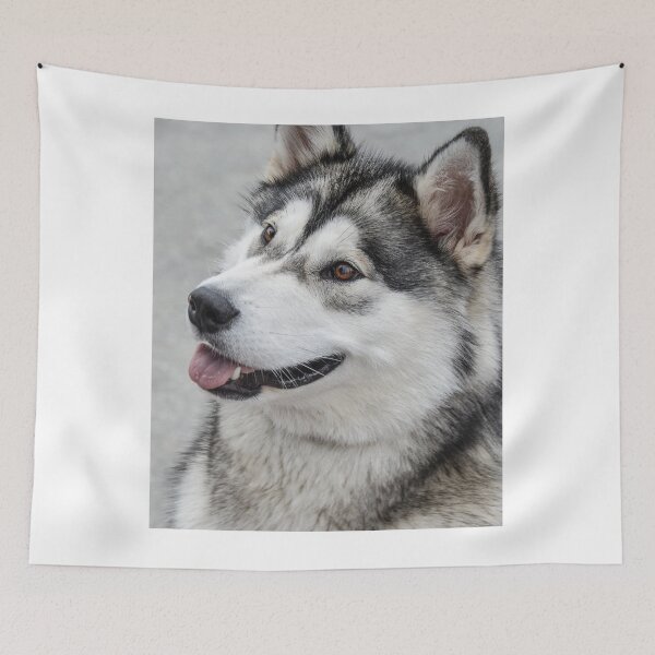 Item preview, Close-Up Portrait of an Alaskan Malamute Dog designed and sold by VanGaldo.