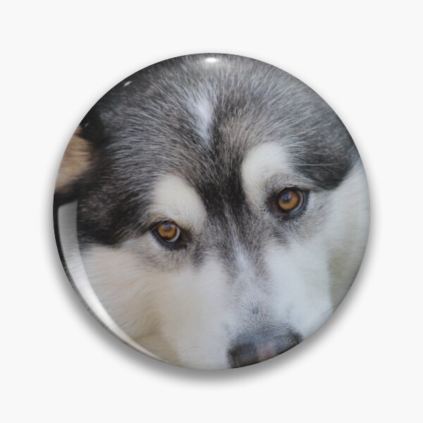 Item preview, Chillax Close-Up Portrait of an Alaskan Malamute Dog designed and sold by VanGaldo.