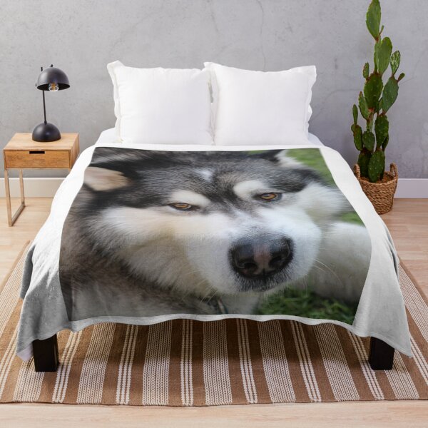 Item preview, Chillax Close-Up Portrait of an Alaskan Malamute Dog designed and sold by VanGaldo.