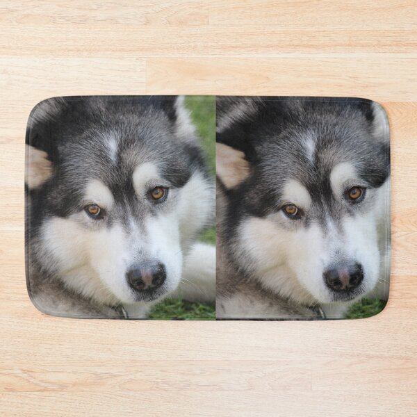 Item preview, Chillax Close-Up Portrait of an Alaskan Malamute Dog designed and sold by VanGaldo.