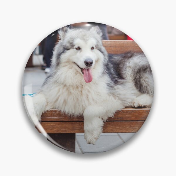 Item preview, Alaskan Malamute Lying on a Wooden Bench Outdoors designed and sold by VanGaldo.