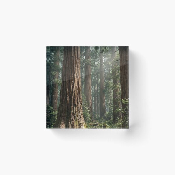 Item preview, Ancient Pine Tree designed and sold by AwesomeDigiShop.