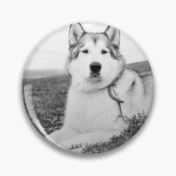Item preview, Black and White Portrait of an Alaskan Malamute designed and sold by VanGaldo.