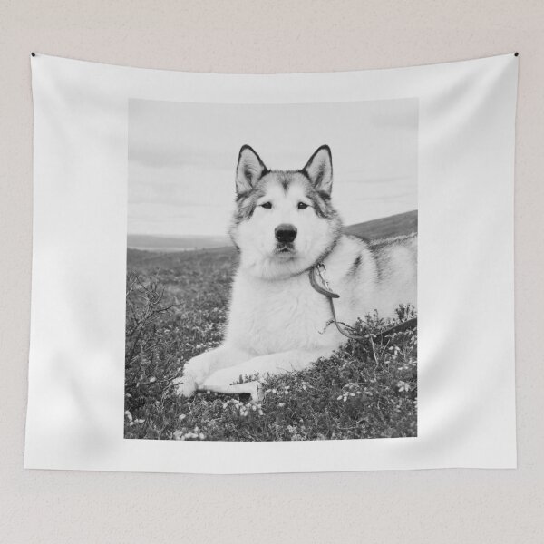 Item preview, Black and White Portrait of an Alaskan Malamute designed and sold by VanGaldo.