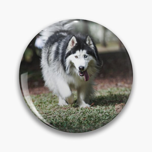 Item preview, Long-Haired Alaskan Malamute Dog with Heterochromia designed and sold by VanGaldo.