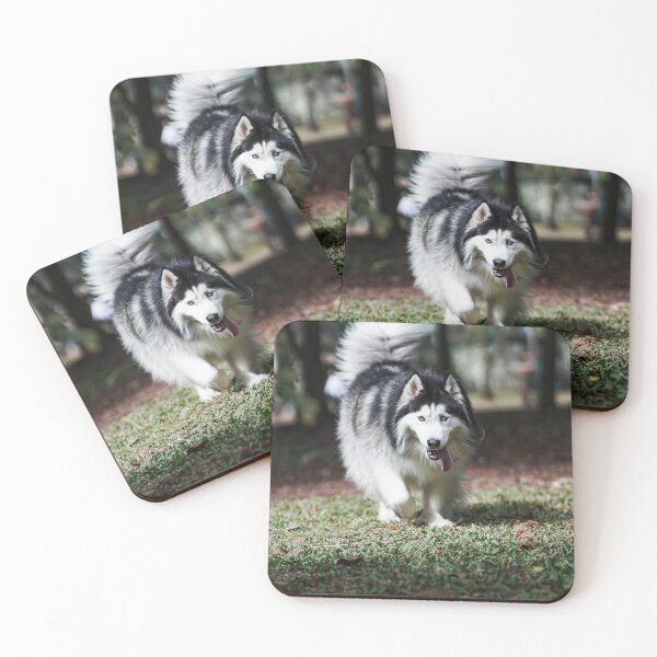 Item preview, Long-Haired Alaskan Malamute Dog with Heterochromia designed and sold by VanGaldo.
