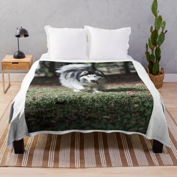 Item preview, Long-Haired Alaskan Malamute Dog with Heterochromia designed and sold by VanGaldo.