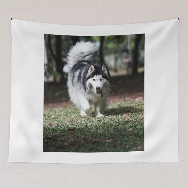 Item preview, Long-Haired Alaskan Malamute Dog with Heterochromia designed and sold by VanGaldo.