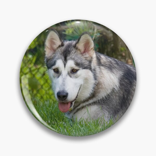 Item preview, Alaskan Malamute Dog Lying in Deep Green Grass designed and sold by VanGaldo.