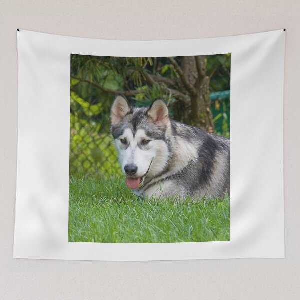 Item preview, Alaskan Malamute Dog Lying in Deep Green Grass designed and sold by VanGaldo.