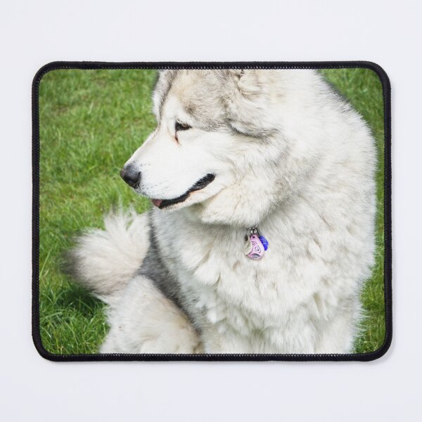 Item preview, Side-Profile Portrait of a Fluffy Alaskan Malamute Dog designed and sold by VanGaldo.