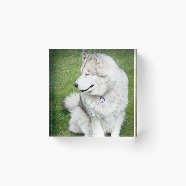 Item preview, Side-Profile Portrait of a Fluffy Alaskan Malamute Dog designed and sold by VanGaldo.