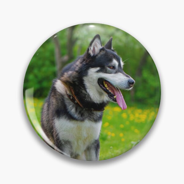 Item preview, Agouti Alaskan Malamute Dog Sitting in a Field designed and sold by VanGaldo.