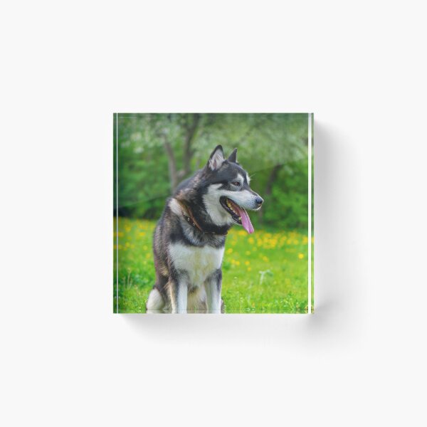 Item preview, Agouti Alaskan Malamute Dog Sitting in a Field designed and sold by VanGaldo.